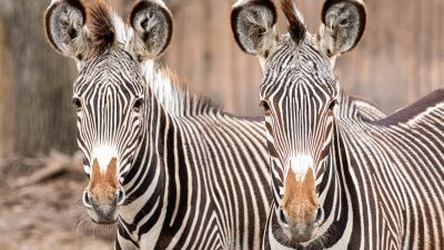 Two Grevy’s zebras stand side by side facing the camera, their narrow black and white stripes, large rounded ears and brown muzzles clearly visible in their outdoor habitat.