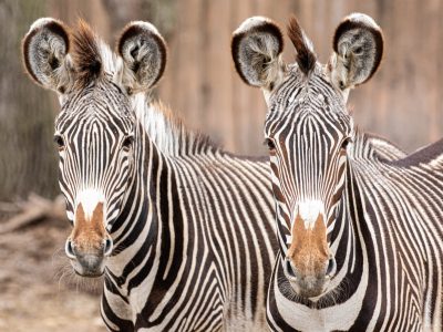 Two Grevy’s zebras stand side by side facing the camera, their narrow black and white stripes, large rounded ears and brown muzzles clearly visible in their outdoor habitat.