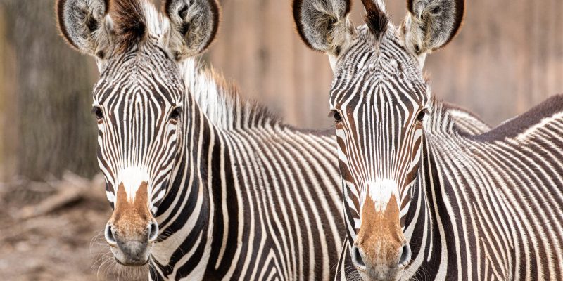 Two Grevy’s zebras stand side by side facing the camera, their narrow black and white stripes, large rounded ears and brown muzzles clearly visible in their outdoor habitat.