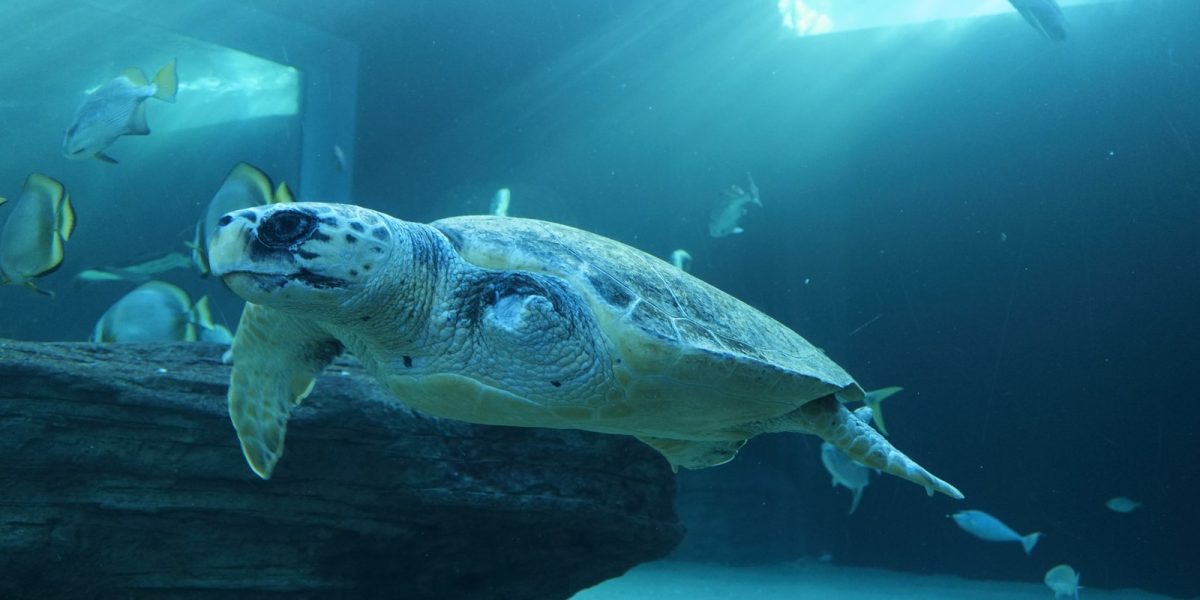 A loggerhead turtle swims through a large blue exhibit tank past batfish and a submerged log