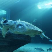 A loggerhead turtle swims through a large blue exhibit tank past batfish and a submerged log