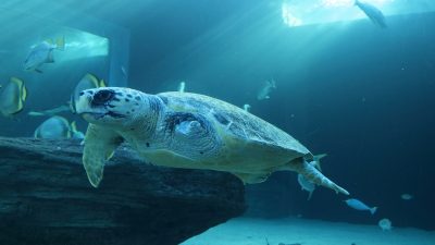 A loggerhead turtle swims through a large blue exhibit tank past batfish and a submerged log