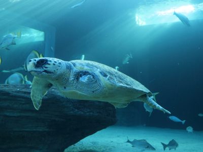 A loggerhead turtle swims through a large blue exhibit tank past batfish and a submerged log