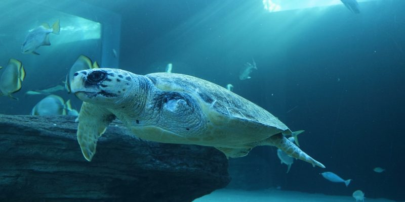 A loggerhead turtle swims through a large blue exhibit tank past batfish and a submerged log