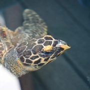 A hawksbill turtle swimming at the surface of a rehabilitation tank, seen from above and in front. Her patterned brown and amber shell and a single raised front flipper are in frame, with the pointed hawk-like beak that gives the species its name clearly visible.