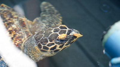 A hawksbill turtle swimming at the surface of a rehabilitation tank, seen from above and in front. Her patterned brown and amber shell and a single raised front flipper are in frame, with the pointed hawk-like beak that gives the species its name clearly visible.