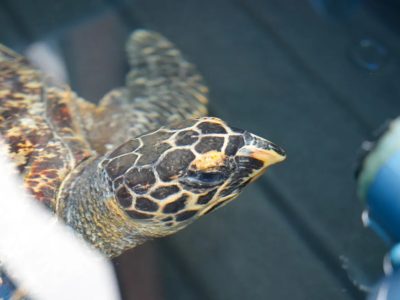 A hawksbill turtle swimming at the surface of a rehabilitation tank, seen from above and in front. Her patterned brown and amber shell and a single raised front flipper are in frame, with the pointed hawk-like beak that gives the species its name clearly visible.