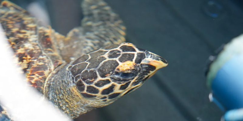 A hawksbill turtle swimming at the surface of a rehabilitation tank, seen from above and in front. Her patterned brown and amber shell and a single raised front flipper are in frame, with the pointed hawk-like beak that gives the species its name clearly visible.