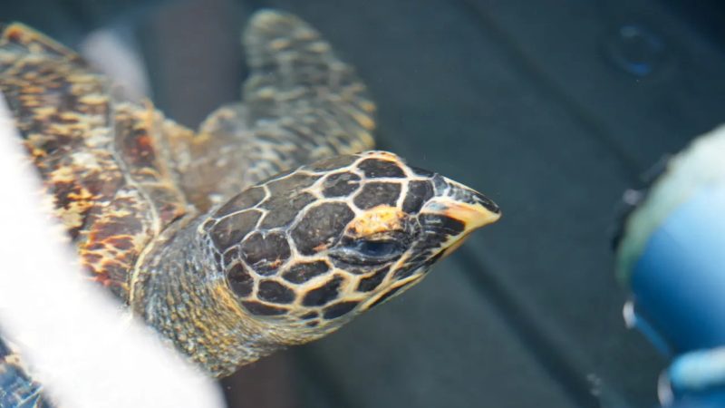 A hawksbill turtle swimming at the surface of a rehabilitation tank, seen from above and in front. Her patterned brown and amber shell and a single raised front flipper are in frame, with the pointed hawk-like beak that gives the species its name clearly visible.