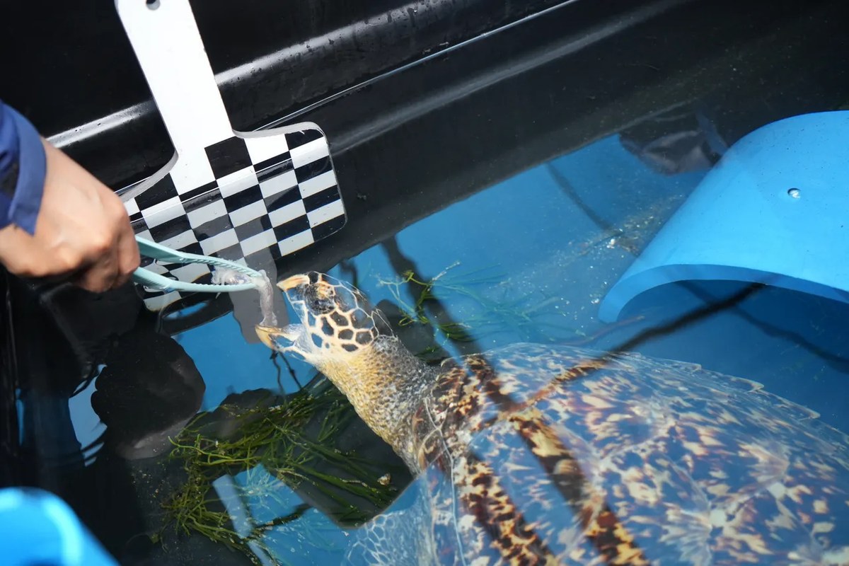A hawksbill turtle in a shallow blue rehabilitation tank reaching toward a black and white checkered paddle held just above the water by a handler, with strands of seaweed floating around her.