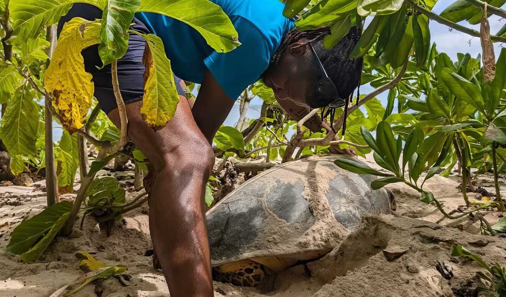 A Nature Seychelles field officer in a blue shirt bending over a nesting hawksbill turtle in beach vegetation on Cousin Island, the turtle part buried in pale sand.