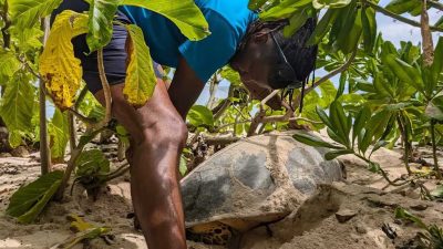 A Nature Seychelles field officer in a blue shirt bending over a nesting hawksbill turtle in beach vegetation on Cousin Island, the turtle part buried in pale sand.