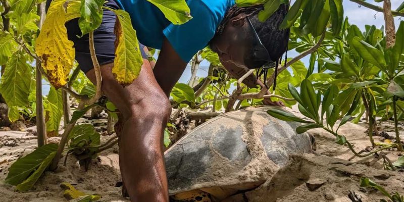 A Nature Seychelles field officer in a blue shirt bending over a nesting hawksbill turtle in beach vegetation on Cousin Island, the turtle part buried in pale sand.