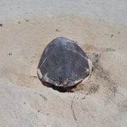 A hawksbill sea turtle lies head-down in a shallow body pit she has dug in pale coral sand on Ile Plate, her dark patterned carapace filling the frame, low green vegetation behind her.