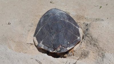 A hawksbill sea turtle lies head-down in a shallow body pit she has dug in pale coral sand on Ile Plate, her dark patterned carapace filling the frame, low green vegetation behind her.