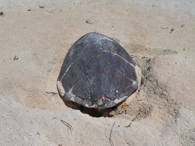 A hawksbill sea turtle lies head-down in a shallow body pit she has dug in pale coral sand on Ile Plate, her dark patterned carapace filling the frame, low green vegetation behind her.