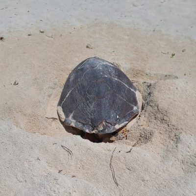 A hawksbill sea turtle lies head-down in a shallow body pit she has dug in pale coral sand on Ile Plate, her dark patterned carapace filling the frame, low green vegetation behind her.