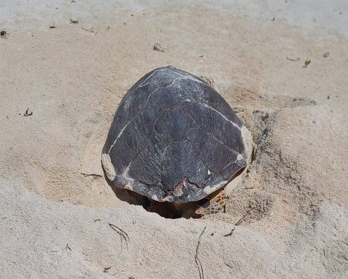 A hawksbill sea turtle lies head-down in a shallow body pit she has dug in pale coral sand on Ile Plate, her dark patterned carapace filling the frame, low green vegetation behind her.