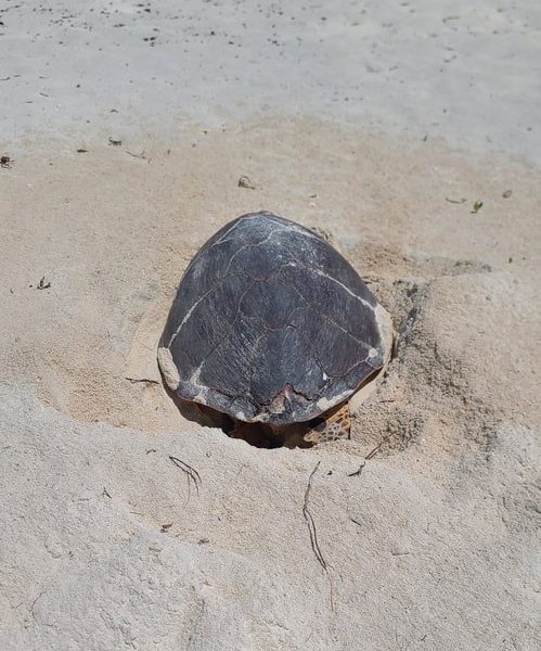A hawksbill sea turtle lies head-down in a shallow body pit she has dug in pale coral sand on Ile Plate, her dark patterned carapace filling the frame, low green vegetation behind her.