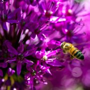 A honey bee, its hind legs dusted with pollen, flies toward the densely packed purple florets of an allium flower head.