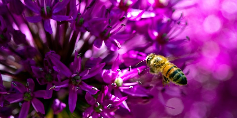 A honey bee, its hind legs dusted with pollen, flies toward the densely packed purple florets of an allium flower head.