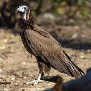 A hooded vulture stands on a fallen log in dappled sunlight at Woodland Park Zoo, dark brown wings folded against its body, a shaggy ruff of feathers at the neck and pale bare skin across its face.