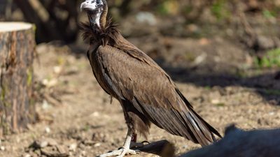 A hooded vulture stands on a fallen log in dappled sunlight at Woodland Park Zoo, dark brown wings folded against its body, a shaggy ruff of feathers at the neck and pale bare skin across its face.