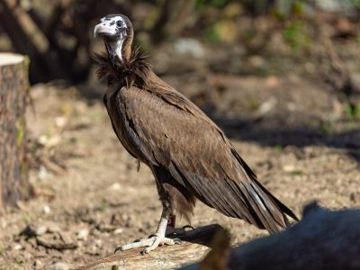 A hooded vulture stands on a fallen log in dappled sunlight at Woodland Park Zoo, dark brown wings folded against its body, a shaggy ruff of feathers at the neck and pale bare skin across its face.