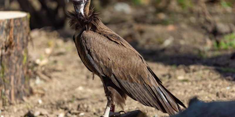 A hooded vulture stands on a fallen log in dappled sunlight at Woodland Park Zoo, dark brown wings folded against its body, a shaggy ruff of feathers at the neck and pale bare skin across its face.