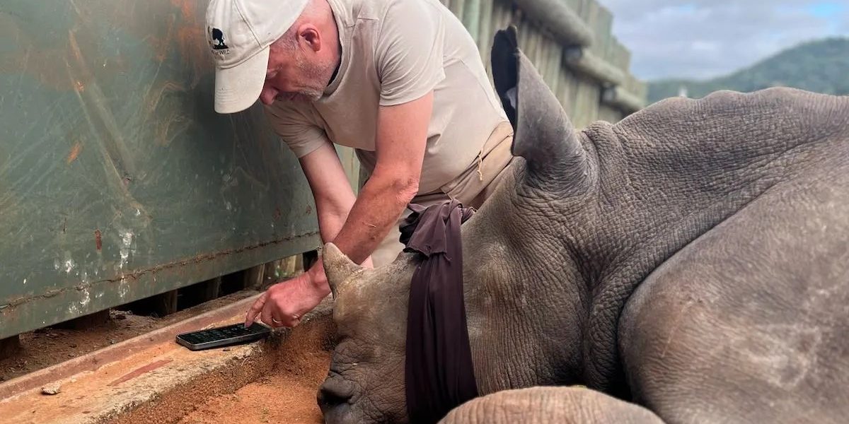 An immobilized white rhino lies on its side with a cloth blindfold over its eyes while a handler works at its trimmed horn