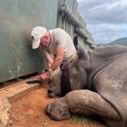 An immobilized white rhino lies on its side with a cloth blindfold over its eyes while a handler works at its trimmed horn