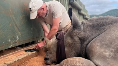 An immobilized white rhino lies on its side with a cloth blindfold over its eyes while a handler works at its trimmed horn