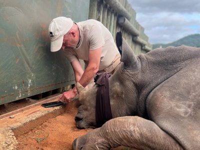 An immobilized white rhino lies on its side with a cloth blindfold over its eyes while a handler works at its trimmed horn