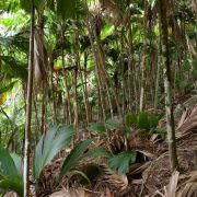 Palm forest on Silhouette Island, slender trunks and young palm fronds over a floor of fallen leaves.