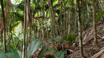 Palm forest on Silhouette Island, slender trunks and young palm fronds over a floor of fallen leaves.