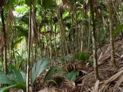 Palm forest on Silhouette Island, slender trunks and young palm fronds over a floor of fallen leaves.