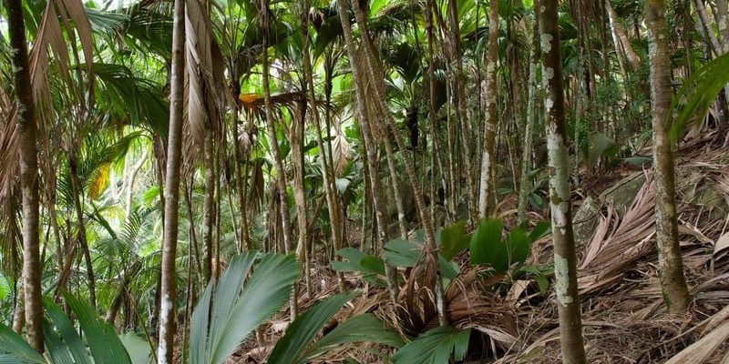 Palm forest on Silhouette Island, slender trunks and young palm fronds over a floor of fallen leaves.