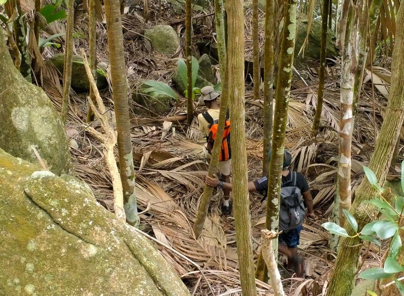 Two surveyors with backpacks pick their way uphill through dense palm forest and granite boulders.
