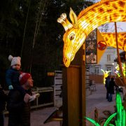 A large illuminated giraffe lantern arches over a walkway at dusk at Zoo Atlanta as a toddler in a knit hat, riding on an adult's shoulders, looks up at it, with more glowing lanterns along the path behind.
