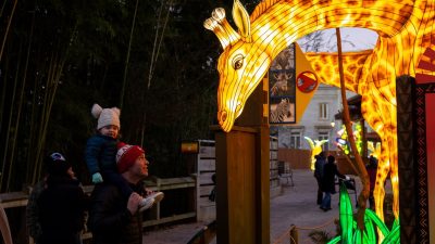 A large illuminated giraffe lantern arches over a walkway at dusk at Zoo Atlanta as a toddler in a knit hat, riding on an adult's shoulders, looks up at it, with more glowing lanterns along the path behind.