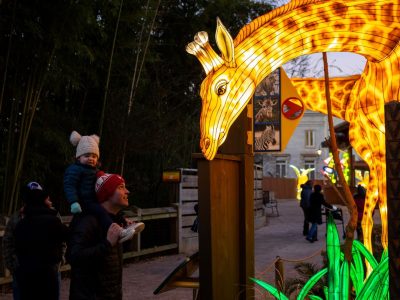 A large illuminated giraffe lantern arches over a walkway at dusk at Zoo Atlanta as a toddler in a knit hat, riding on an adult's shoulders, looks up at it, with more glowing lanterns along the path behind.