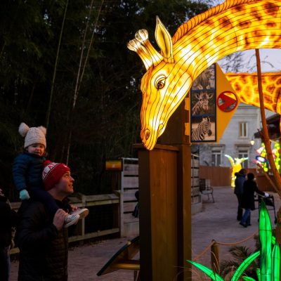 A large illuminated giraffe lantern arches over a walkway at dusk at Zoo Atlanta as a toddler in a knit hat, riding on an adult's shoulders, looks up at it, with more glowing lanterns along the path behind.