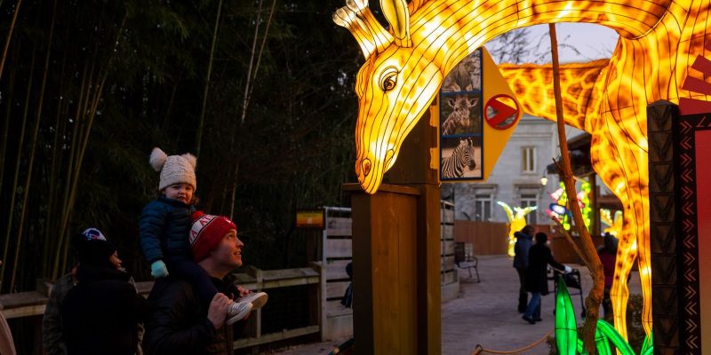 A large illuminated giraffe lantern arches over a walkway at dusk at Zoo Atlanta as a toddler in a knit hat, riding on an adult's shoulders, looks up at it, with more glowing lanterns along the path behind.