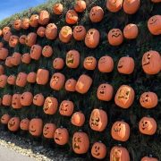 Hundreds of carved pumpkins, each with a different face, set in rows across a long grass-covered bank beside a walkway, curving away into the distance under a blue sky.