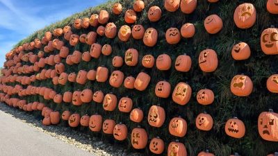 Hundreds of carved pumpkins, each with a different face, set in rows across a long grass-covered bank beside a walkway, curving away into the distance under a blue sky.