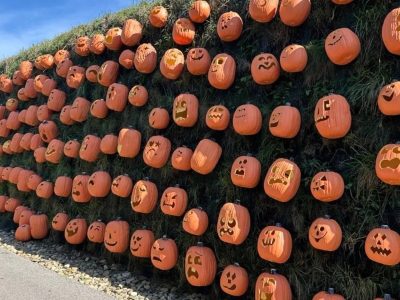 Hundreds of carved pumpkins, each with a different face, set in rows across a long grass-covered bank beside a walkway, curving away into the distance under a blue sky.