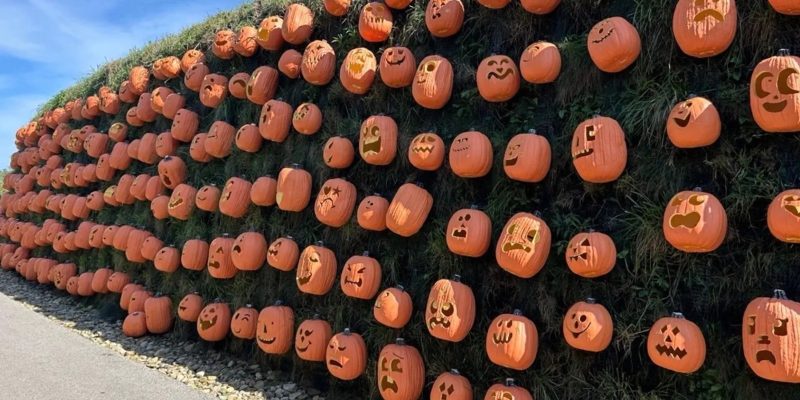 Hundreds of carved pumpkins, each with a different face, set in rows across a long grass-covered bank beside a walkway, curving away into the distance under a blue sky.