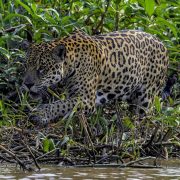 A jaguar walks along a tangled, vine-covered riverbank, its spotted coat lit by the sun and the water visible at the bottom of the frame