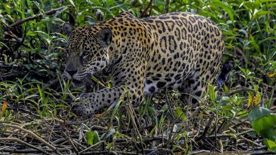 A jaguar walks along a tangled, vine-covered riverbank, its spotted coat lit by the sun and the water visible at the bottom of the frame