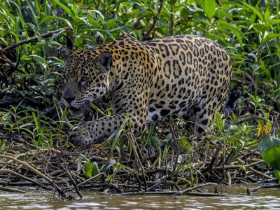 A jaguar walks along a tangled, vine-covered riverbank, its spotted coat lit by the sun and the water visible at the bottom of the frame